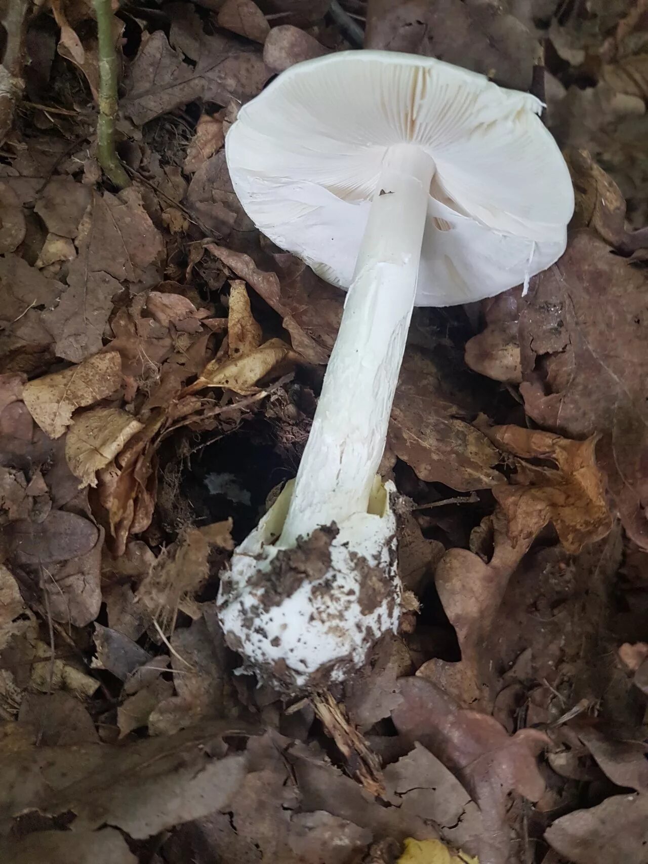 Бледная поганка. Бледная поганка гриб. Бледная поганка Луговая. Бледная поганка и белый гриб.