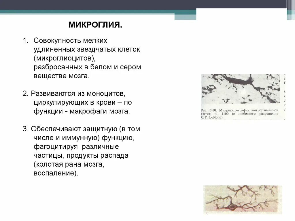 Клетки микроглии функции. Микроглия происхождение. функции микроглии. микроглиоциты функции. микроглия функции.