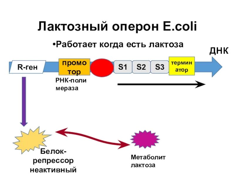Лак оперон. Схема строения лактозного оперона кишечной палочки. схема регуляции лактозного оперона. лак оперон регуляция. строение лактозного оперона кишечной палочки.