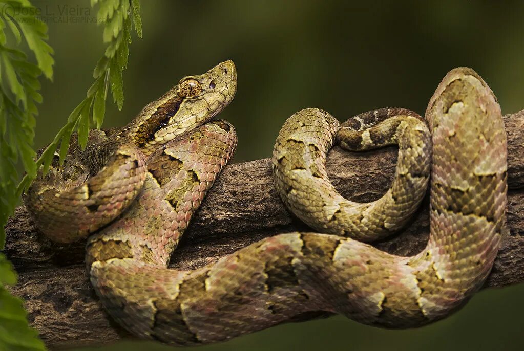 Passeio de Barco Ilha das cobras - Queimada Grande Peruíbe - Roteiros Eco Trilha