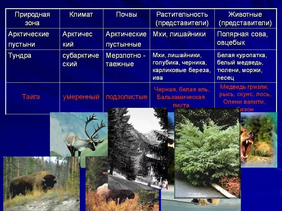 Типичные представители тайги. Природные зоны. природные зоны климат почвы растительность животные. «климатические и природные условия тайги». растительный мир природных зон.