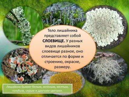 Представлено слоевищем