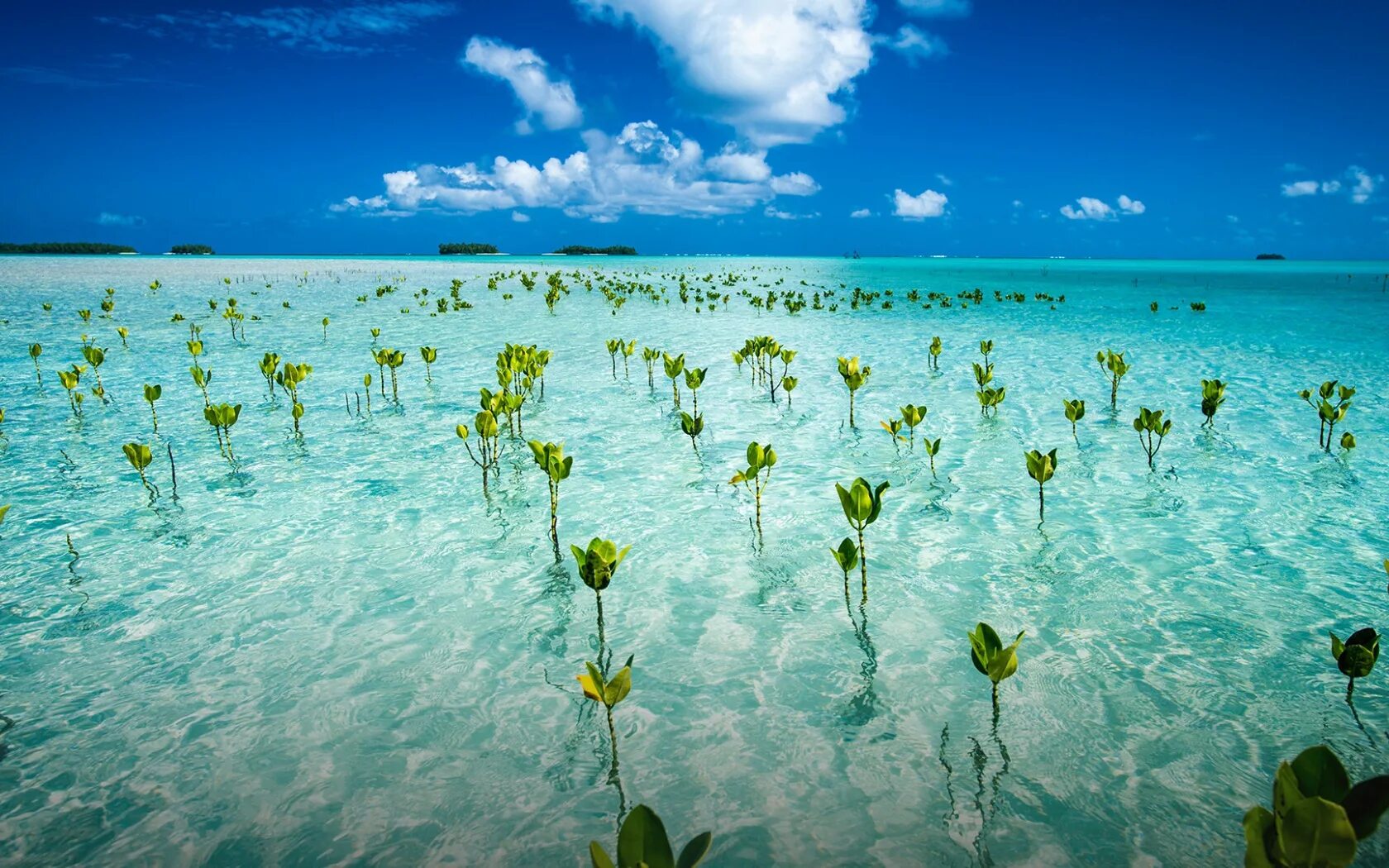 Lets island. Фунафути Тувалу. Остров Тувалу. Тувалу климат. Морской заповедник Фунафути.