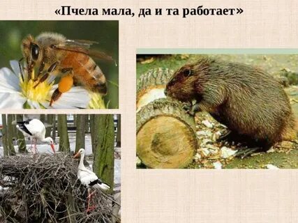 Мала пчела да и та работает смысл