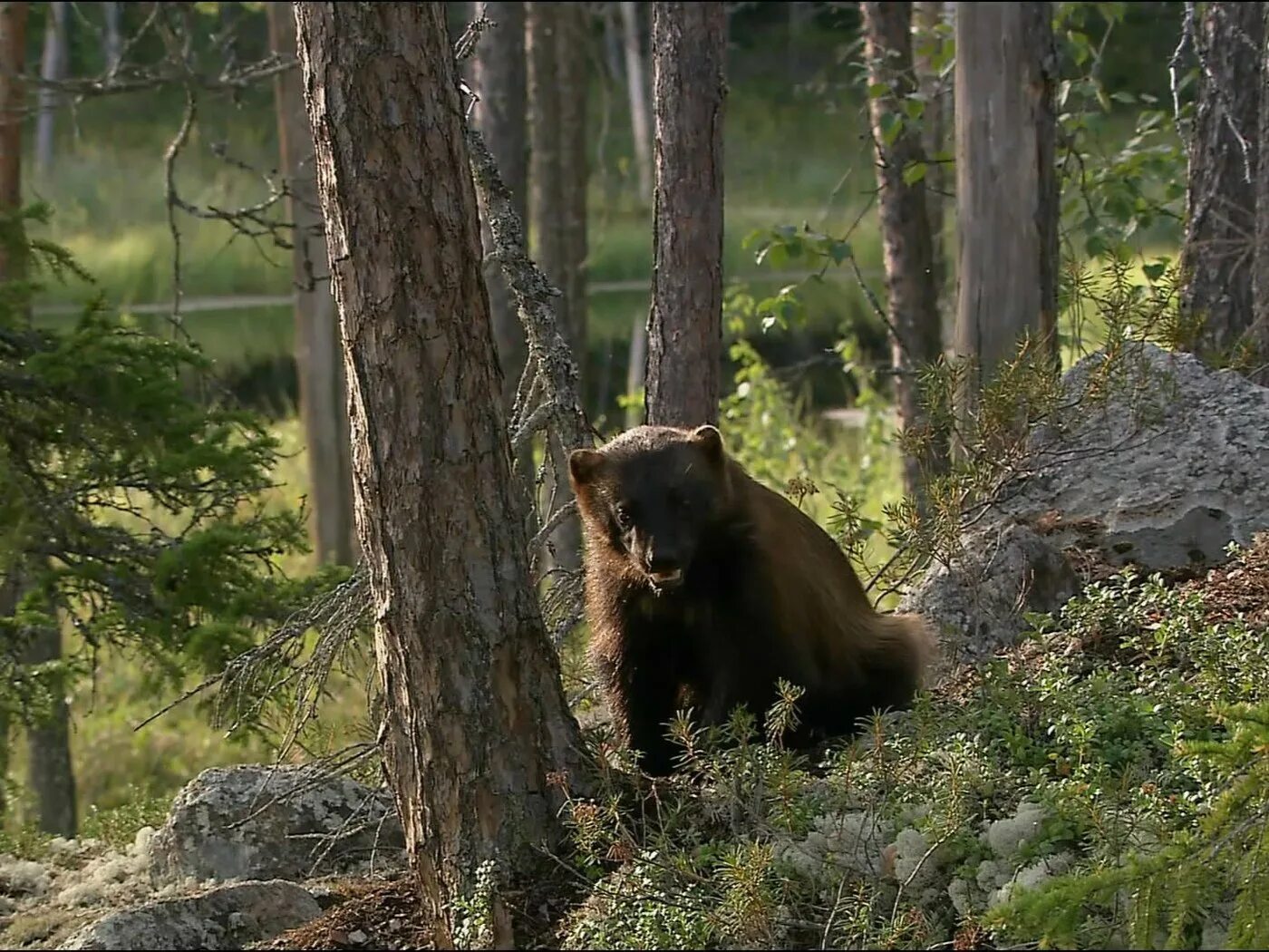 Лес с животными. Медведица с медвежатами. Бурый медведь таганай. Дикие звери в природе. Бурый медведь амурская область.