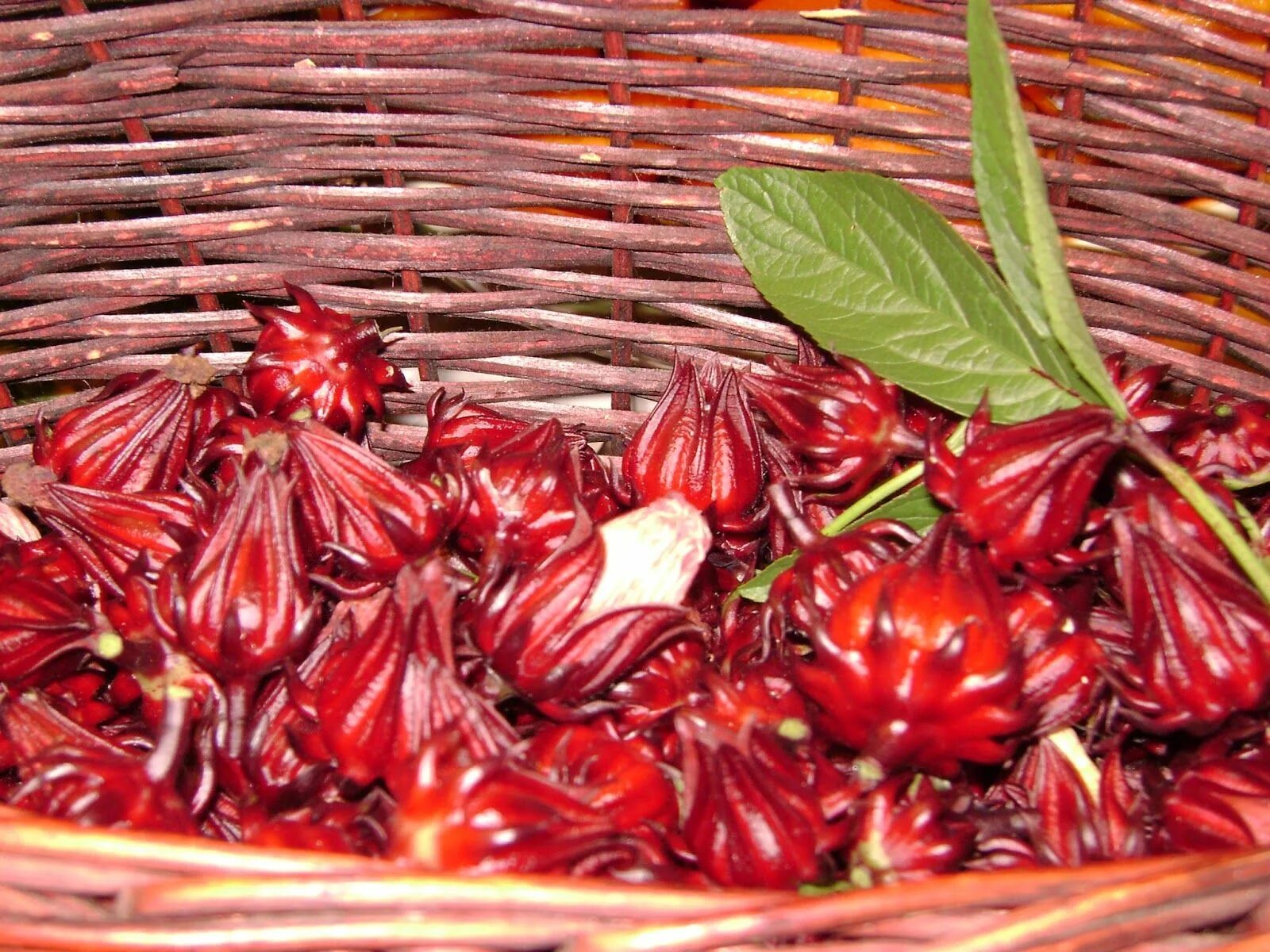 5 Pcs/Bag Roselle Seeds Chinese Herb as Tea Flower Bonsai Plant DIY Home Garden 