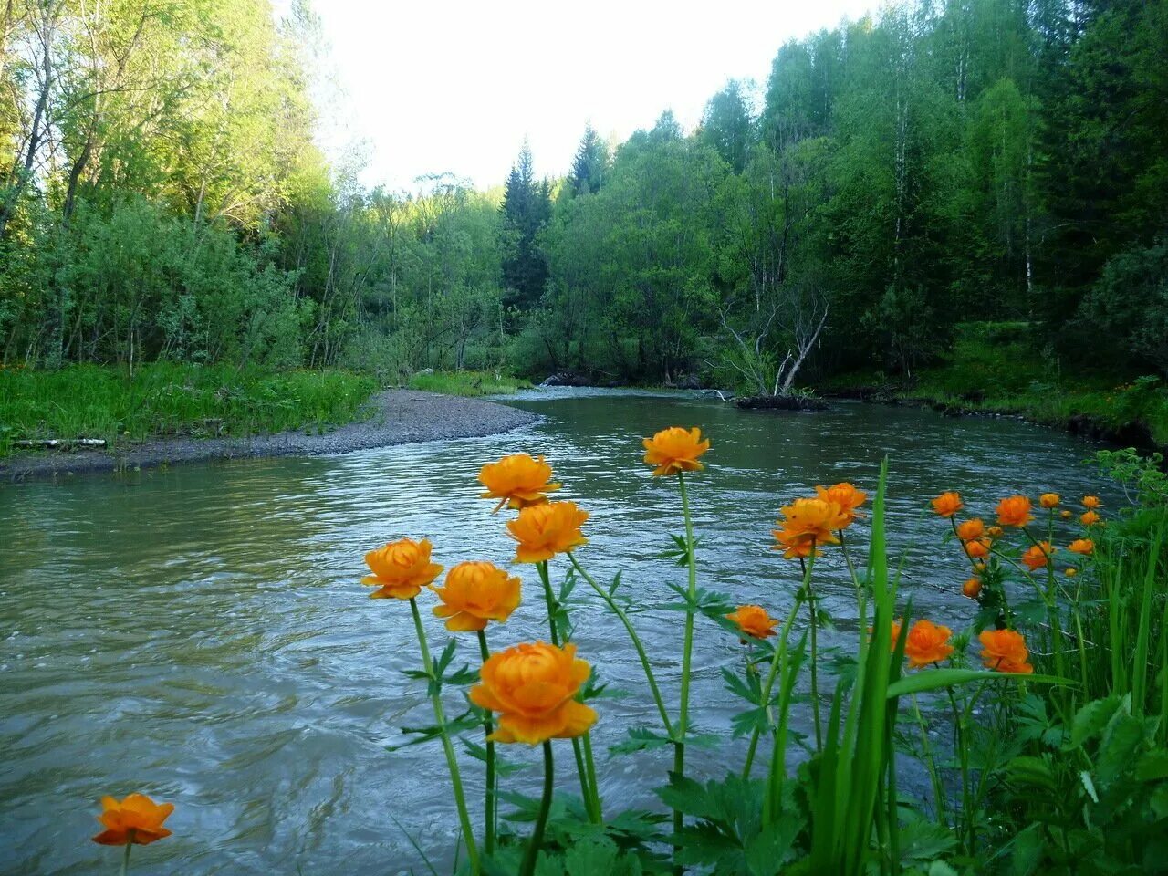 Сибирская купальница жарки. Купальница Алтайская. Лес Купавки Лесное озеро. Цветы Сибирская купальница.