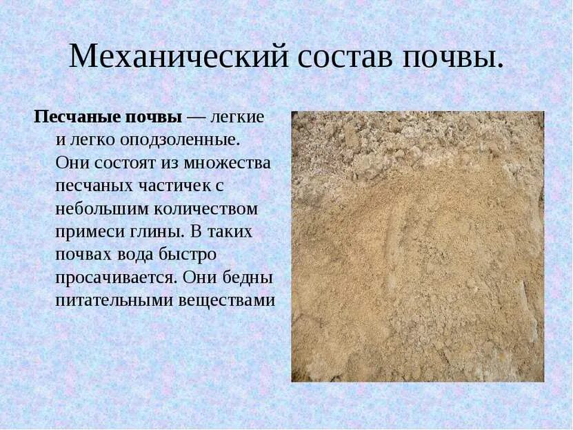Состав легкой почвы. Песчаная почва. песчаные почвы характеристика. механический состав почвы песок. описание песчаной почвы.