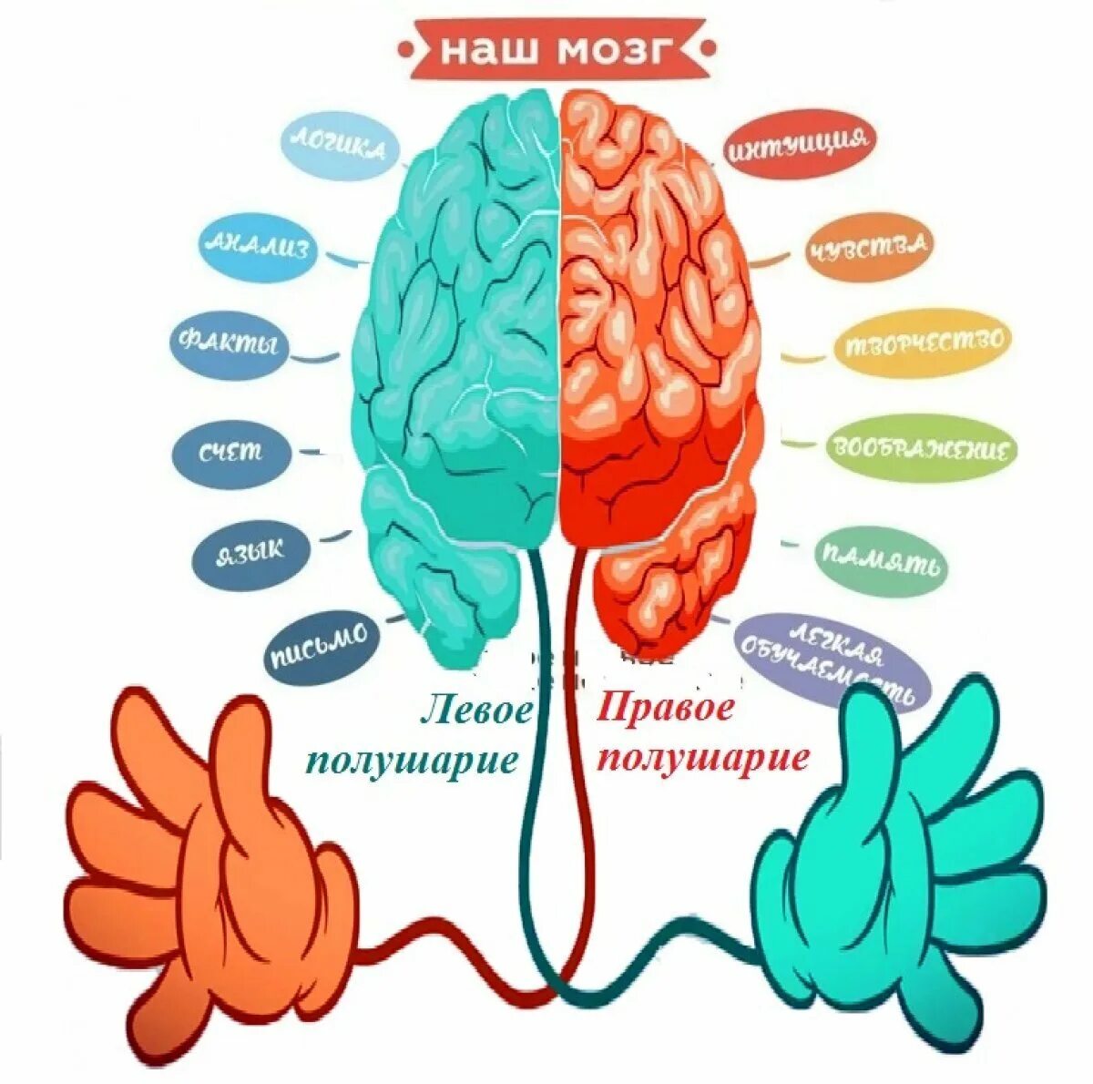 Пальцы рук и мозг. Леосе и праное полушарие. Полушария мозга. Левое полушарие мозга. Право ЕИ левое полушаерие.