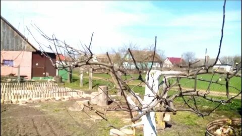 Яблоня после обрезки