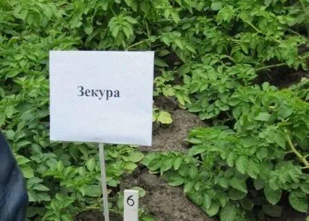 Картофель зекура характеристика сорта