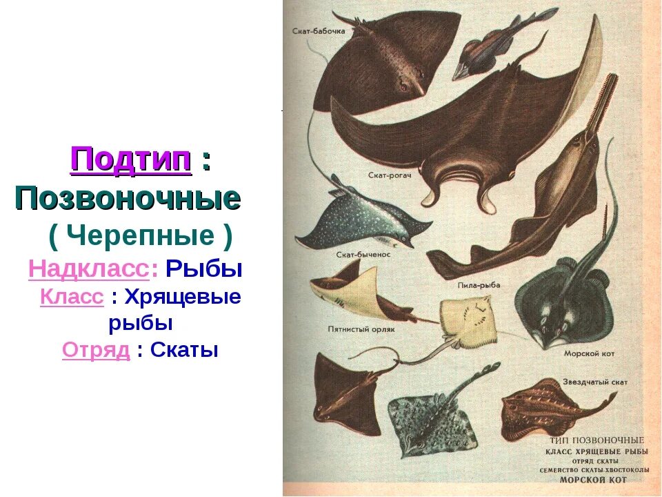 Скаты класс рыб. Скаты хрящевые рыбы строение. Отряды хрящевых рыб. Хрящевые рыбы представители Скат 7 класс. Скаты разнообразие видов.