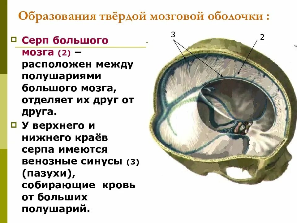 Отросток мозга 4. Серп большого мозга (твердая оболочка головного мозга). Серп большого мозга (твёрдая мозговая оболочка). Отростки твердой мозговой оболочки головного мозга. Намет мозжечка анатомия.