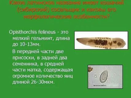 Сосальщик систематика