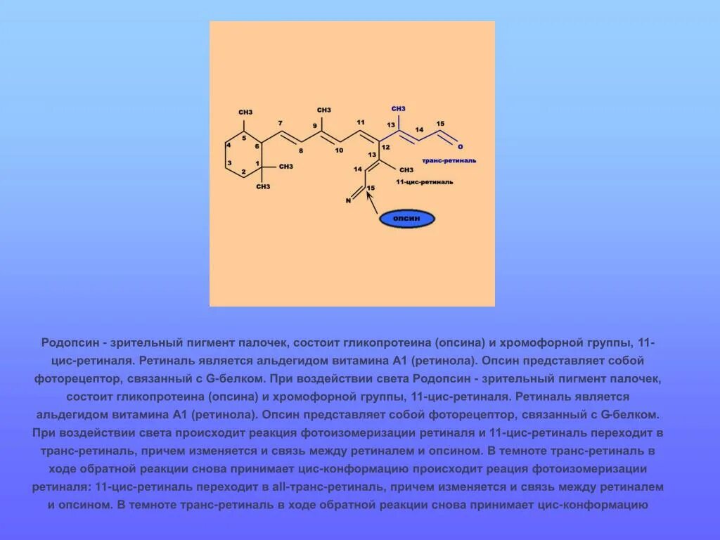 Белки пигменты. Родопсин и ретиналь. Родопсин ретинол опсин. Родопсин опсин 11 цис ретиналь. Зрительные пигменты.
