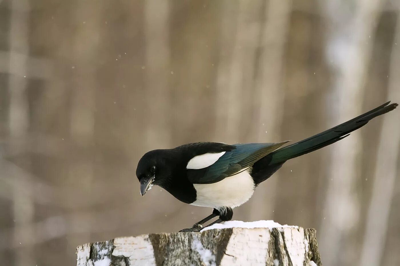 Сорок низко. Сорока обыкновенная. Птичку. Сорок низко. Сорока обыкновенная.