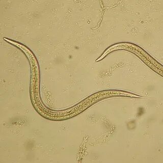В каком состоянии находится нематода panagrolaimus kolymaensis