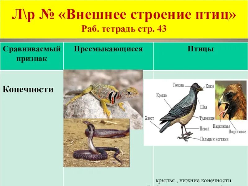 Тест по биологии 7 класс строение птиц. Внешнее строение птиц. презентация по биологии внешнее строение птиц. особенности внешнего строения птиц. внешнее строение птицы биология 7 класс.