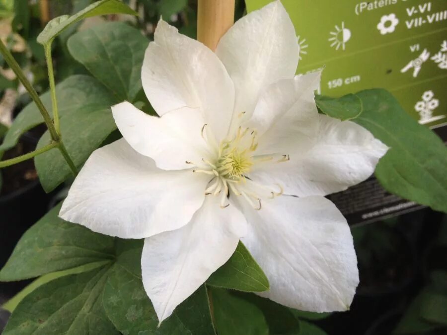 Clematis 'Dancing Queen' Clematis plants, White flowers garden, Clematis
