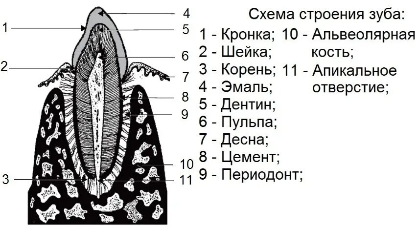 Зубы и их альвеолы