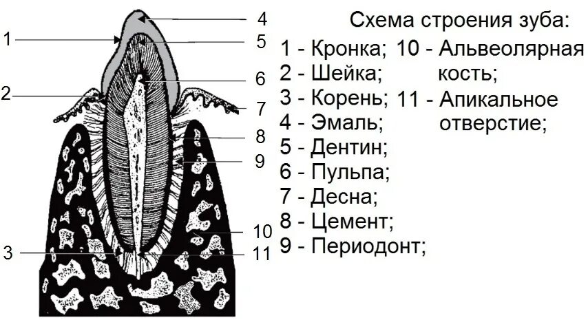 Альвеолярная десна. Строение зубов собаки схема. Схема строения зуба анатомия. Альвеолы зубов строение. Строение короткокоронкового зуба животного.