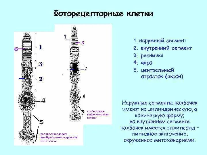 Наружно внутренний сегмент