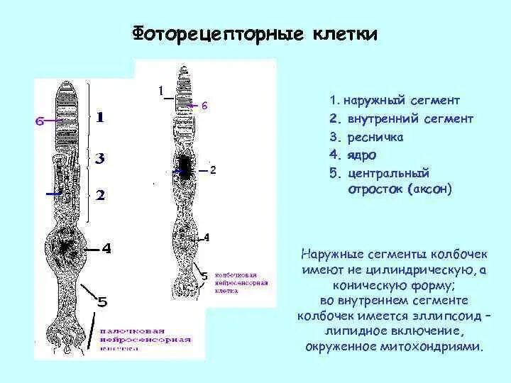 Колбочки глаза функции. Строение фоторецепторной клетки глаза. Строение фоторецепторных клеток гистология. Фоторецепторные клетки сетчатки. Строение колбочки сетчатки.