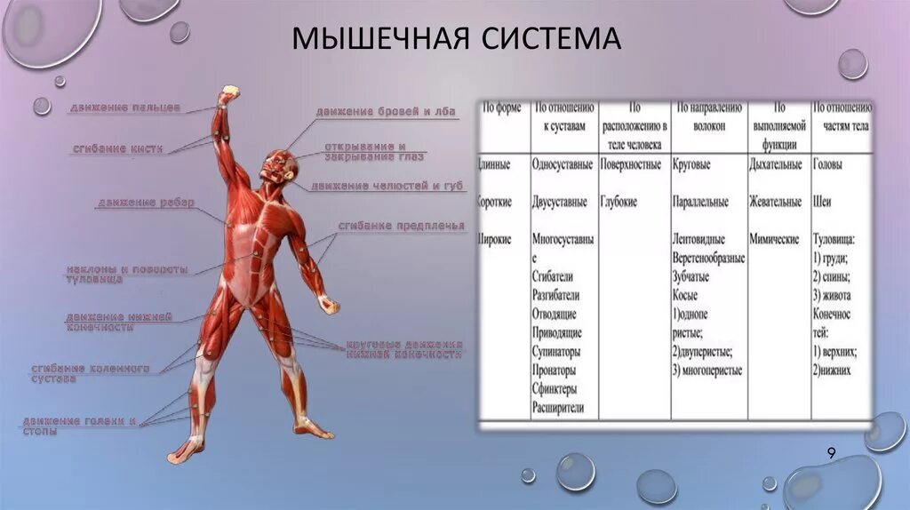 Назовите функции мышц