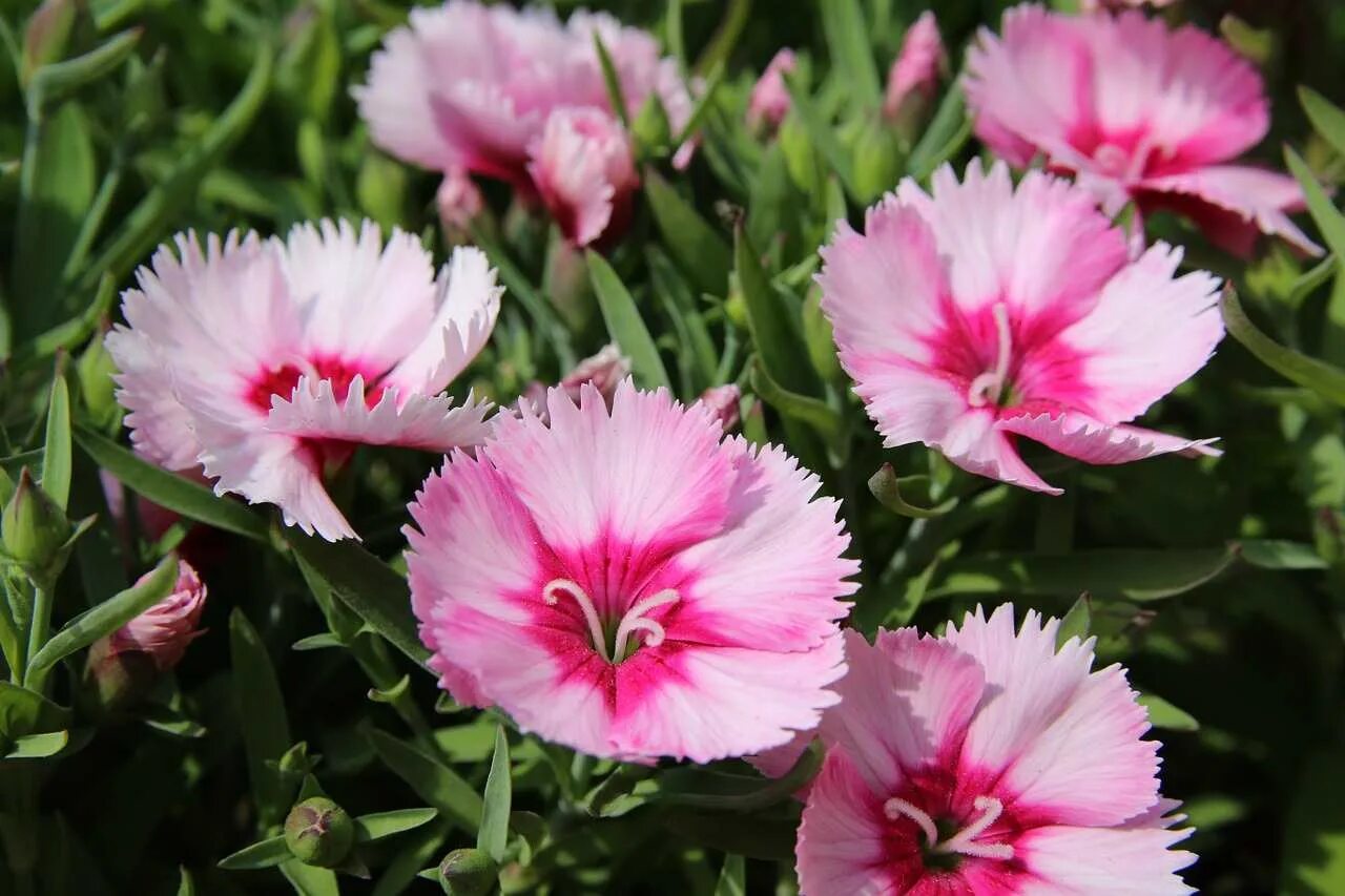 Гвоздика шабо пикоти. Гвоздика садовая dianthus caryophyllus lillipot. Цветок гвоздика какая. Гвоздика цветок. Цветок гвоздика какая.