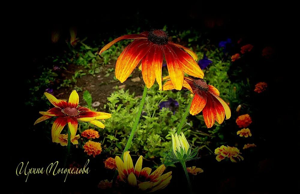 красивые краски лета. краски лета картинки. яркие краски уходящего лета. уходящего лета. краски уходящего лета.