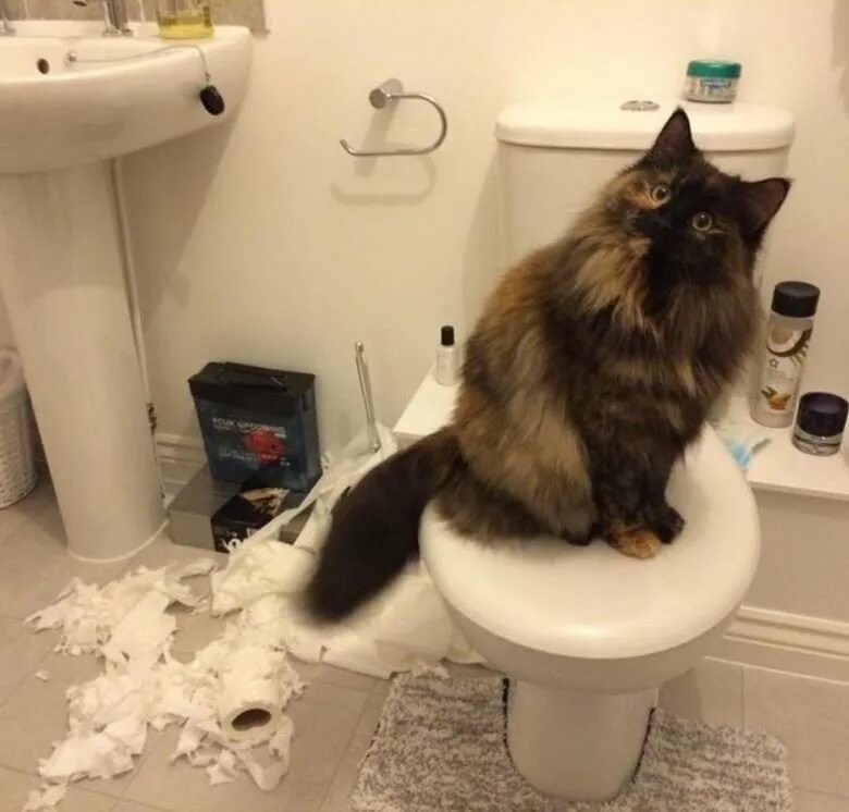 Майли сайрус в костюме с членом. Коты и собаки смеются. Майли сайрус вызывающие наряды. Котомания смешные. Майли сайрус образы.