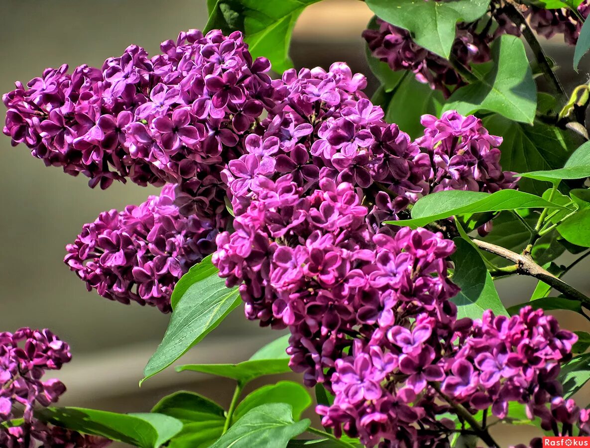 Звуки большой сирени. Кустарниковая сирень. Сирень. Персидская сирень куст. Звуки большой сирени.