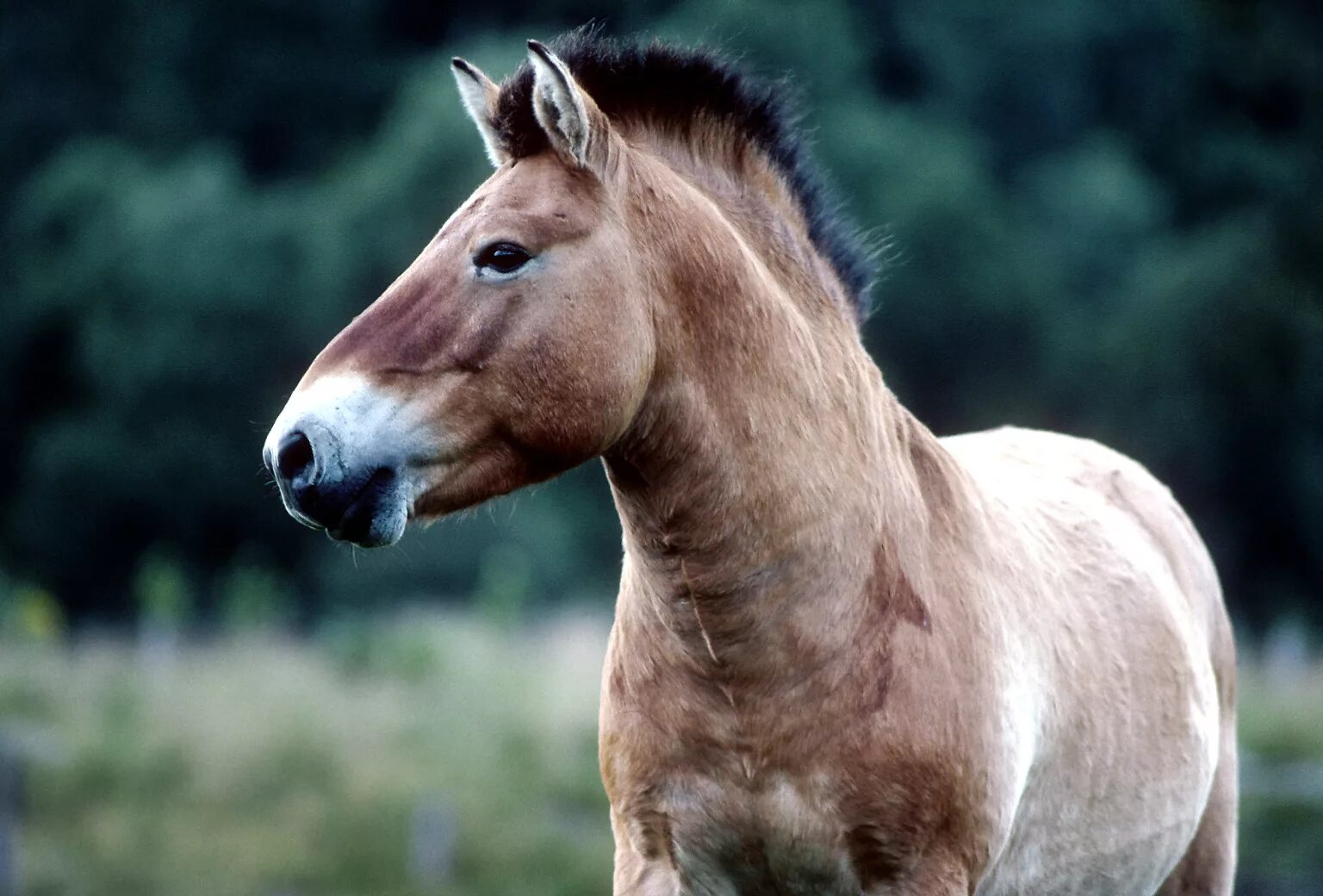 Лошадь Пржевальского. Пржевальский лошадь Пржевальского. Лошадь Пржевальского Equus przewalskii. Тарпан Кулан лошадь Пржевальского. Почему лошадь пржевальского