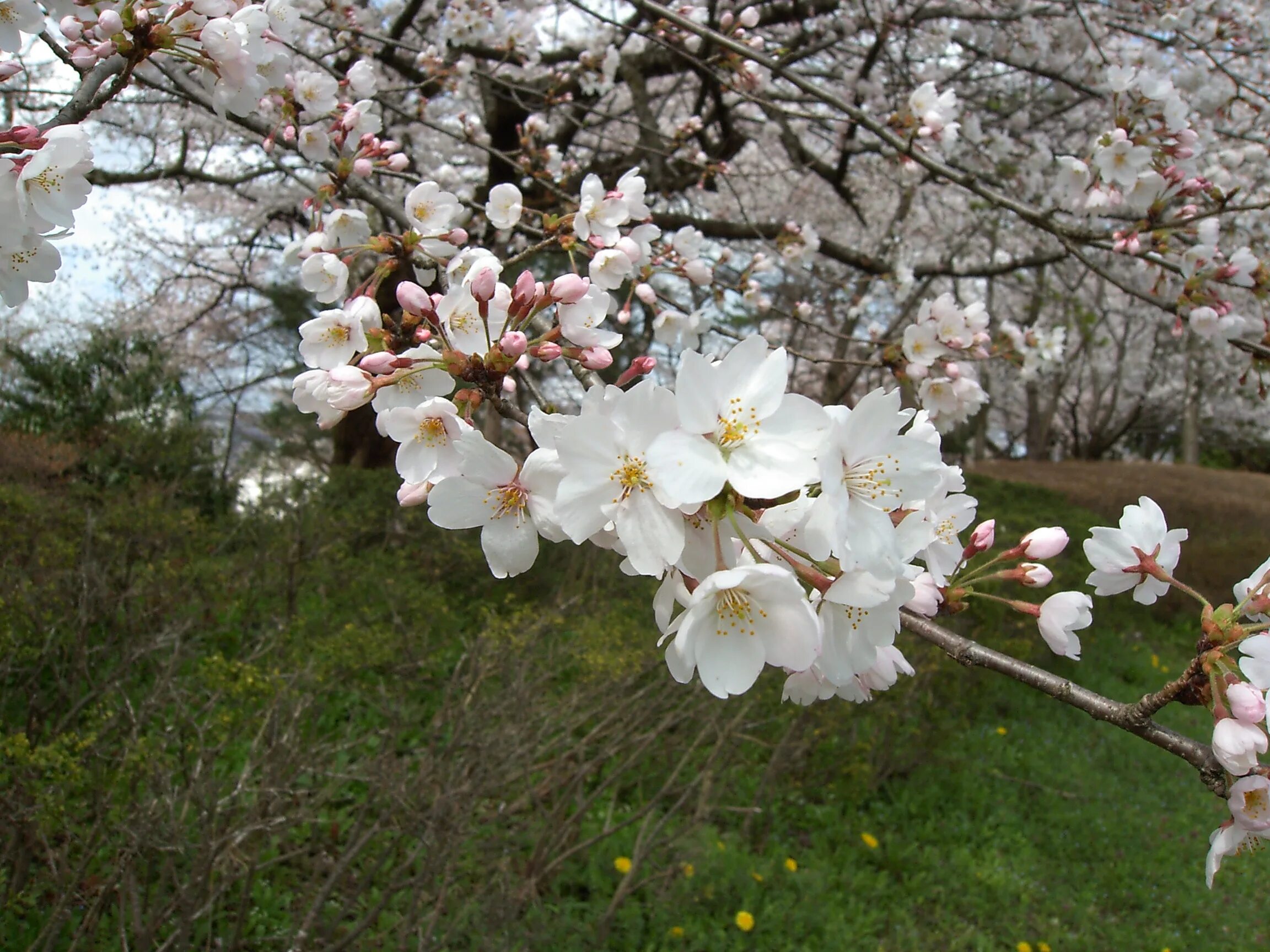 Prunus перевод. Prunus armeniaca. Prunus SP..