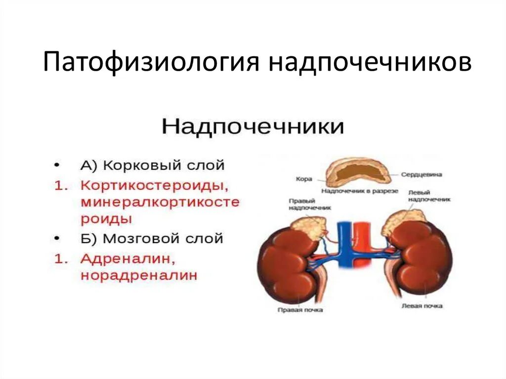 Гормоны коркового слоя надпочечников механизм. Патология надпочечников патогенез. Гормоны мозгового слоя надпочечников строение. Биологическая роль гормонов мозгового слоя надпочечников.