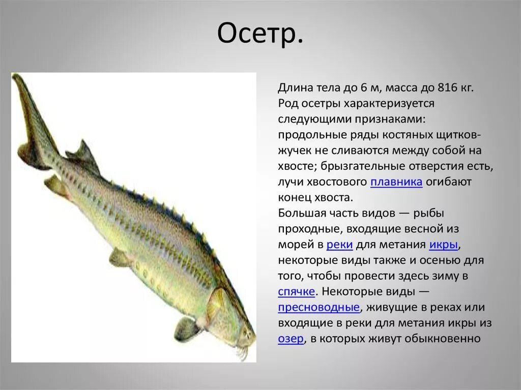 Строение костных рыб Осетрообразные. Внешнее строение осетровых рыб. Осётр. Плавник рыбы осетровые.