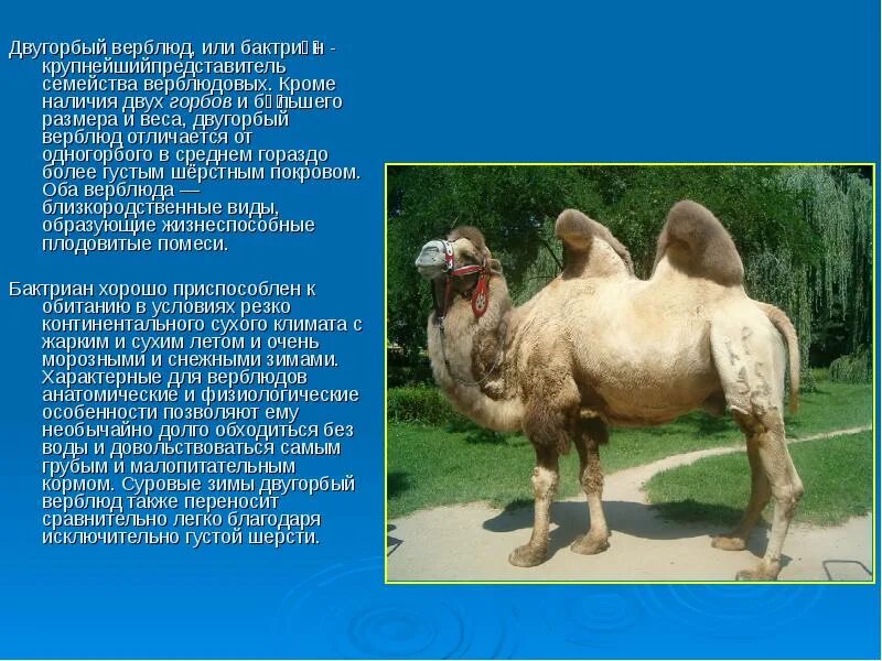Верблюд значение слова. Калмыцкий двугорбый верблюд. двугорбый верблюд бактриан. двугорбый верблюд красная книга. породы двугорбых верблюдов.