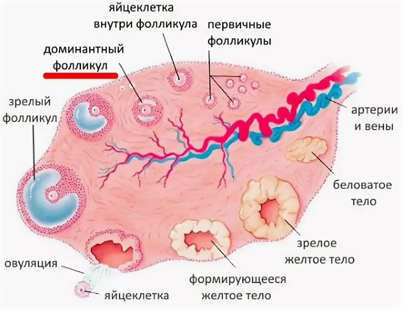 Процесс созревания фолликула в яичнике. Яичники стадии созревания фолликулов. Яичнике созревает доминантный фолликул. Первичный фолликул яичника окружен. Овариальный фолликул в яичнике.