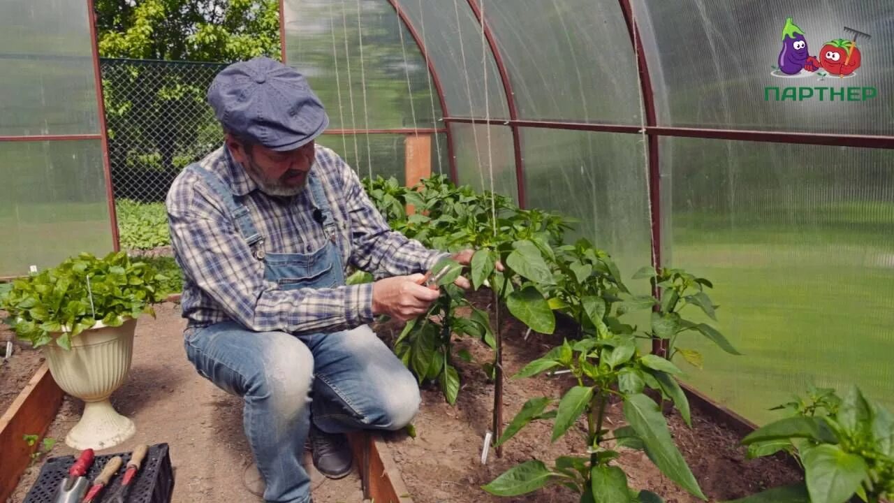 Обрезка листьев у перца. Пасынкование перца. пасынкование болгарского перца. сладкий перец пасынкование. перец в теплице.