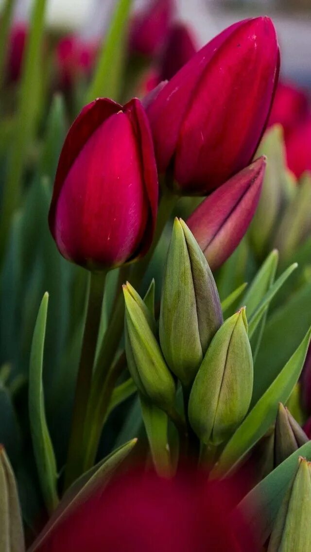 тюльпаны разноцветные.