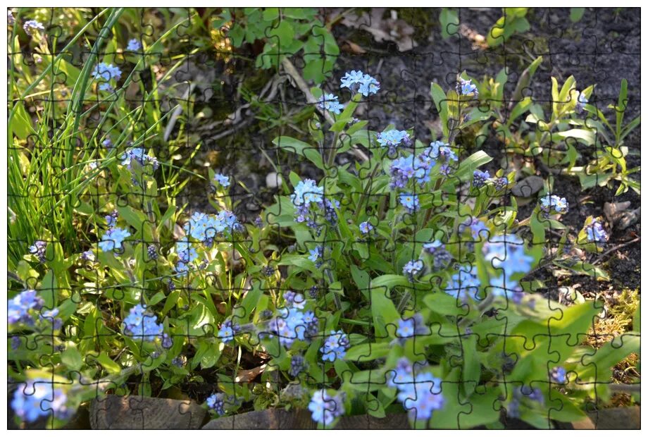Myosotis ramosissima. Незабудка голубые глазки многолетник. Сорная трава Незабудка. Посевная культура с голубыми цветочками.