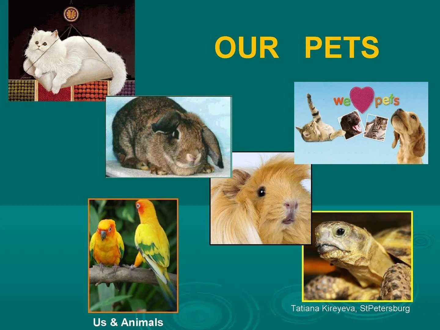 Keeping pets перевод. Our Pets. Feed our Pets картинки для детей. Importance Pets in our Lives. WORLDWALL Rainbow 5 our Pets.