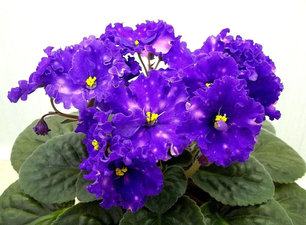 Wallpaper : ungu, hijau, Primula, menanam, banci, Flora, dalam, pot, daun bunga,