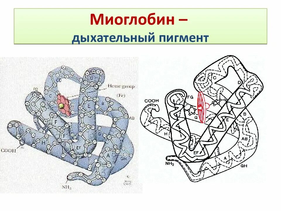 Какова функция миоглобина. Миоглобин строение белка. Миоглобин структура белка. Миоглобин пространственная структура. Схема строения миоглобина.