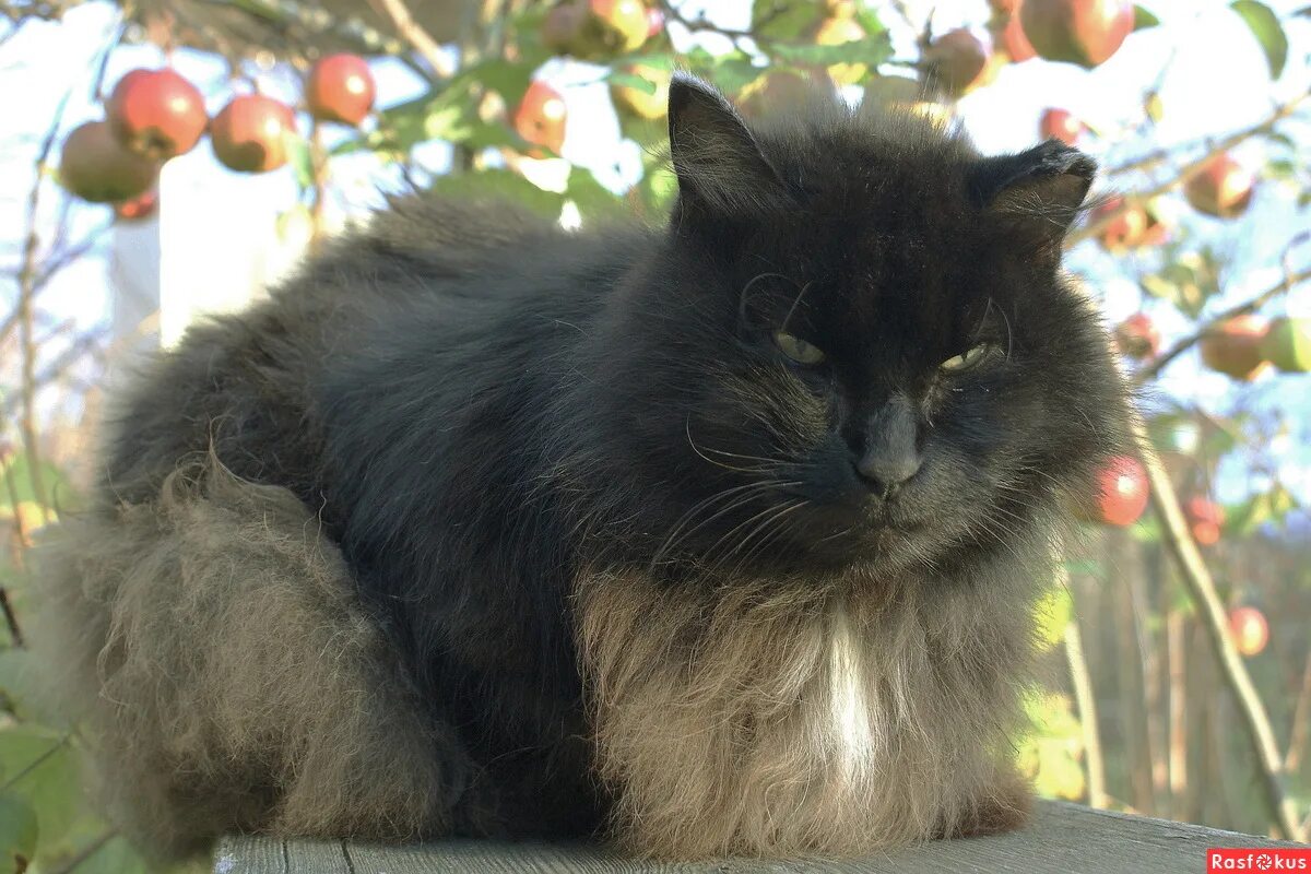 порода котов баюн. кот баюн капли. кот баюн какая порода. кот баюн какая порода. кот баюн фото.