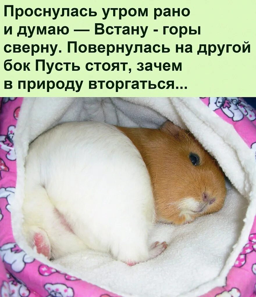 как спят морские свинки фото. морские свинки впадают в спячку. морская свинка лежит. Cavia для морских свинок. спящие морские свинки.