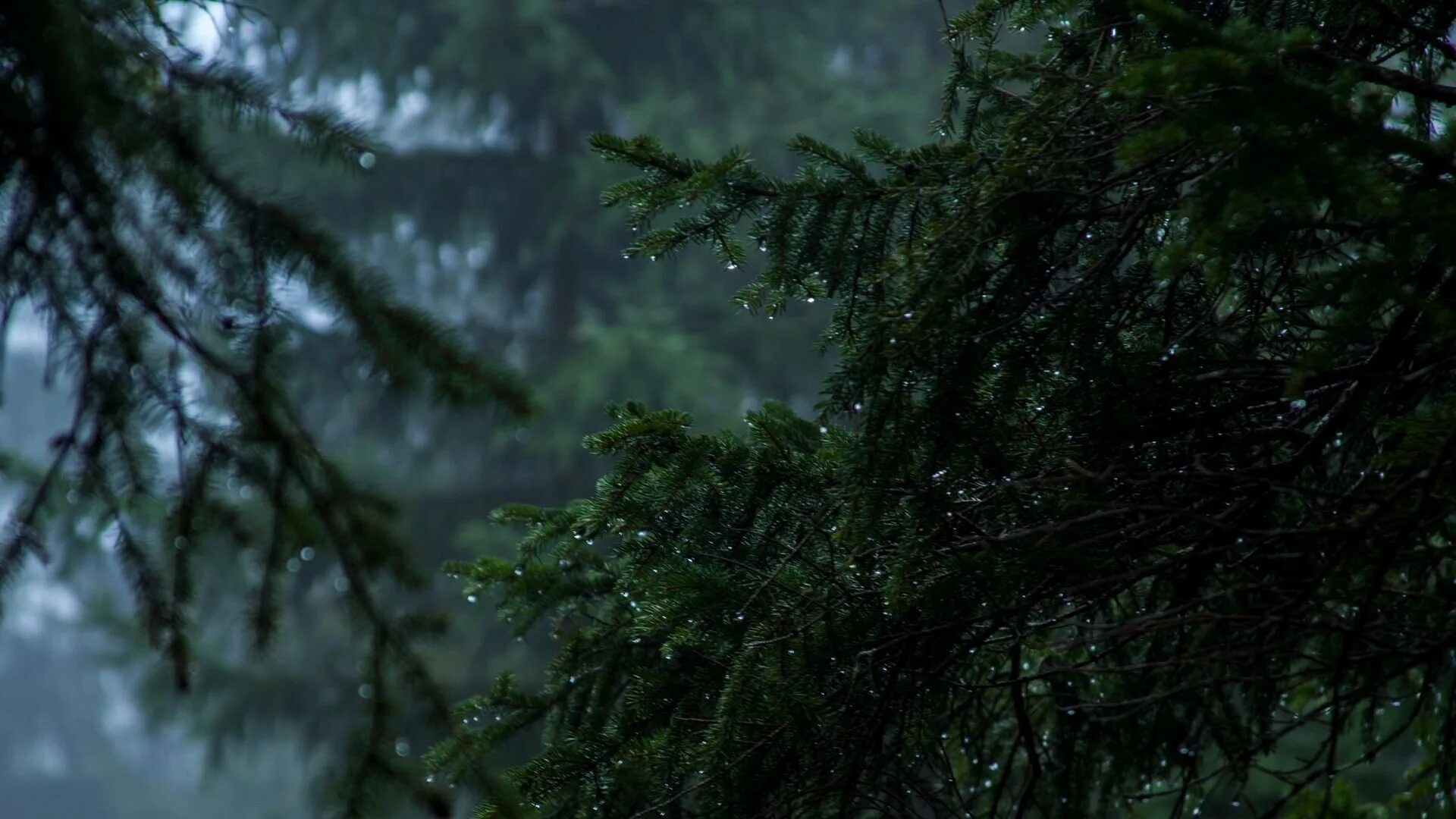 Темно хвойный. Дарк Форест густой лес. Дождь в лесу. Темный еловый лес.
