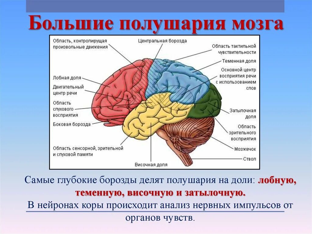 Передние лобные доли мозга. Затылочные доли коры головного мозга. Базальные отделы лобных долей мозга. Базальные отделы височной доли.