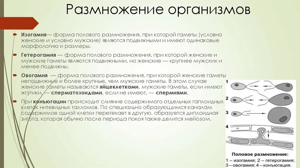 Установите последовательность происходящих при размножении человека. Изогамия анизогамия оогамия. Изогамия гетерогамия оогамия. Изогамии, анизогамии(гетерогамии), оогамии. Способы размножения организмов.