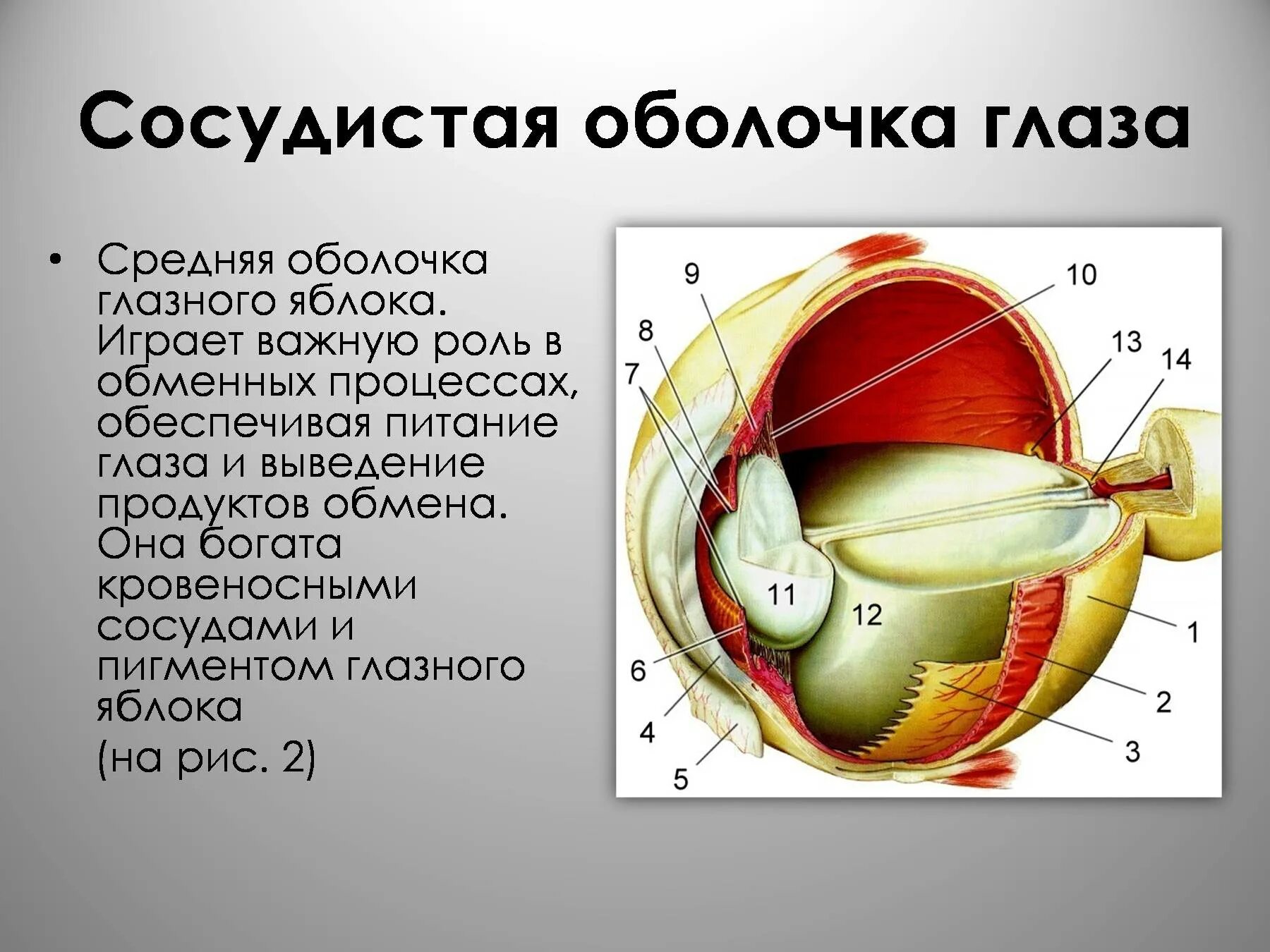 Сосудистая оболочка защищает. Средняя сосудистая оболочка глаза. Функции сосудистой оболочки глазного яблока. Глаз анализатор анатомия. Орган зрения зрительный анализатор анатомия.